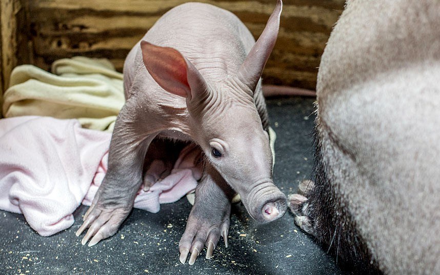 Животные в фотографиях