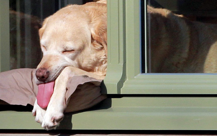 Животные в фотографиях