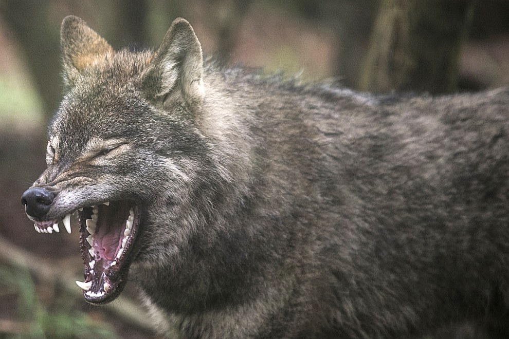 Животные в фотографиях