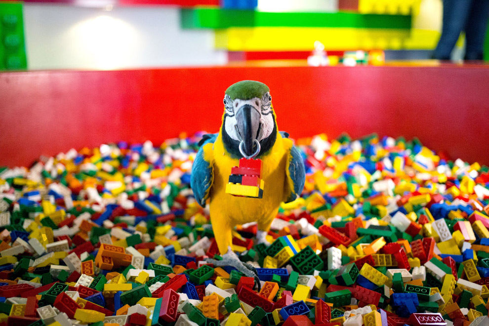 Животные в фотографиях