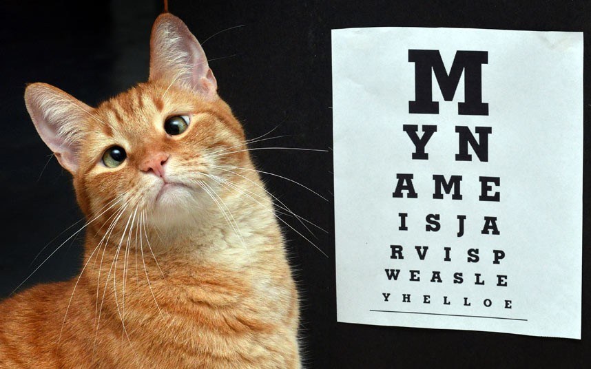 Животные в фотографиях