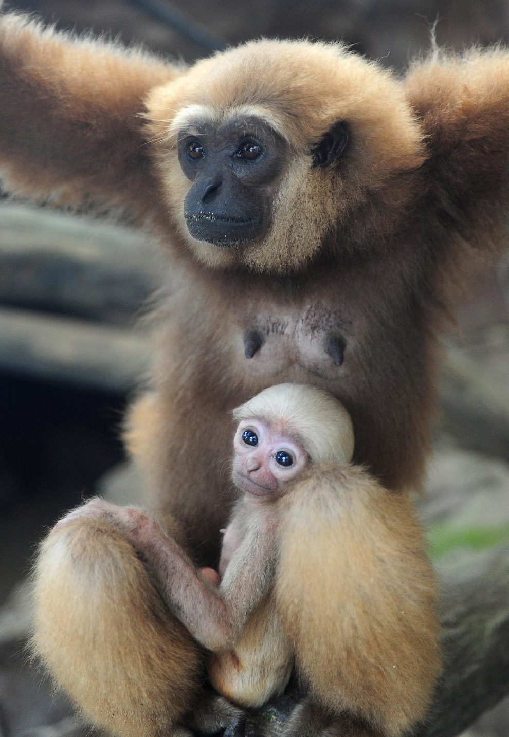 Животные в фотографиях