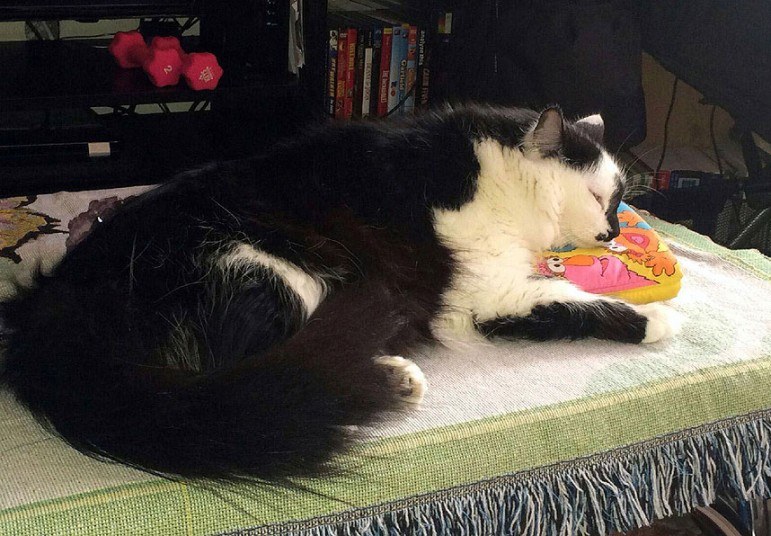 Животные в фотографиях