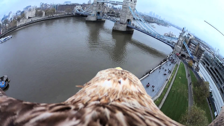Орел Даршан и полет с небоскреба Бурдж-Халифа