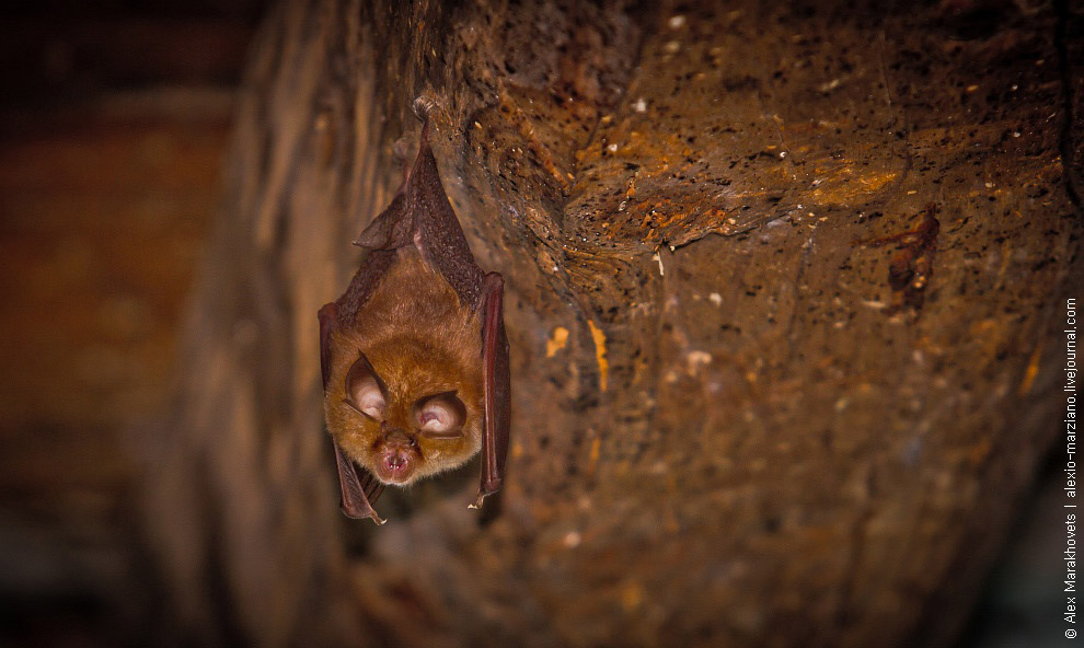 Мистические места Черногории: заброшенная деревня Gornja Lastva