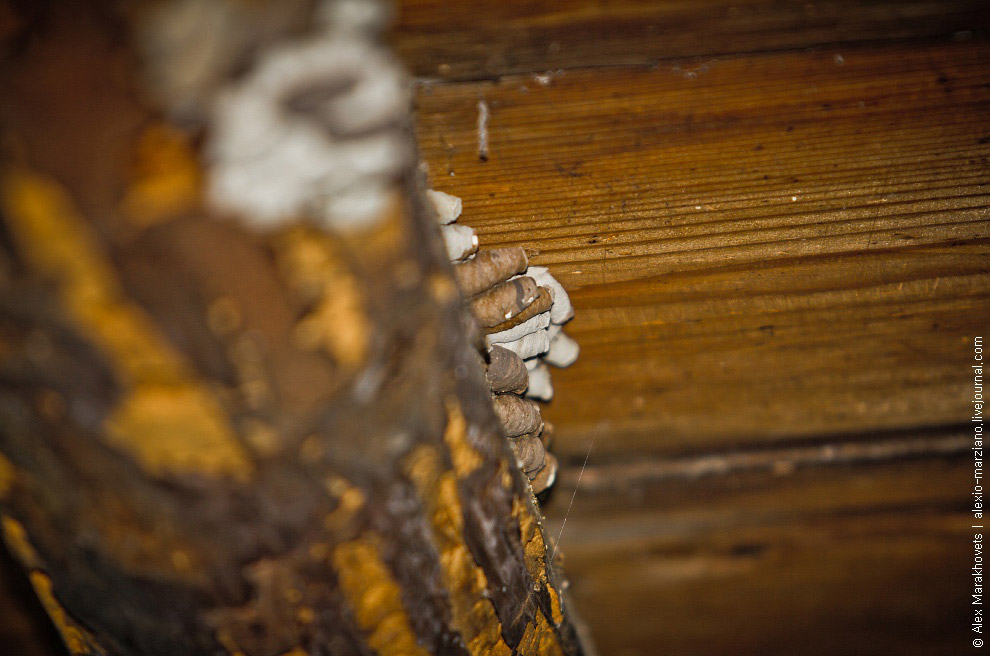 Мистические места Черногории: заброшенная деревня Gornja Lastva