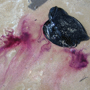 Любопытное о цветах и красках