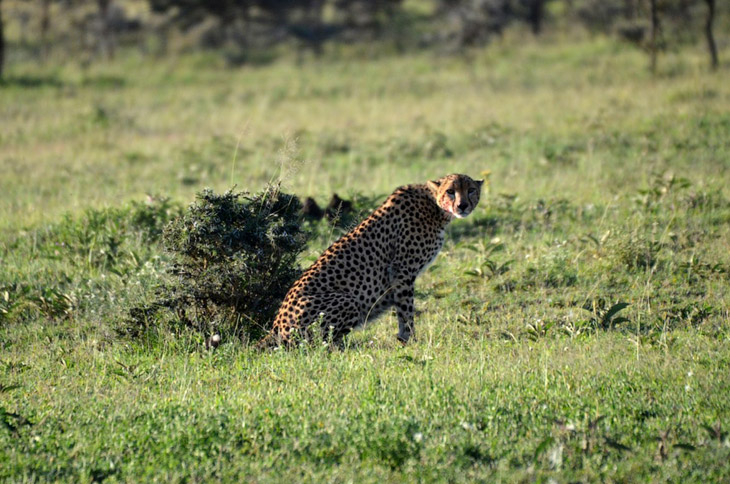 История наших встреч с гепардами