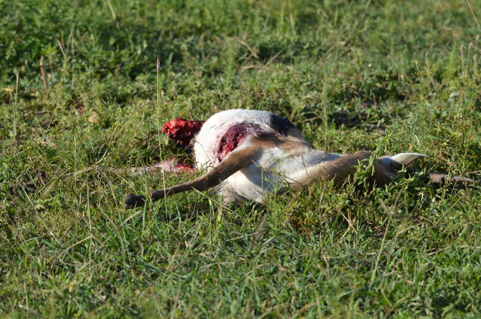 История наших встреч с гепардами
