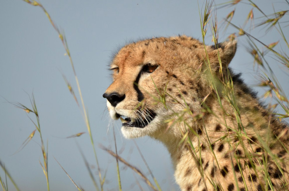 История наших встреч с гепардами