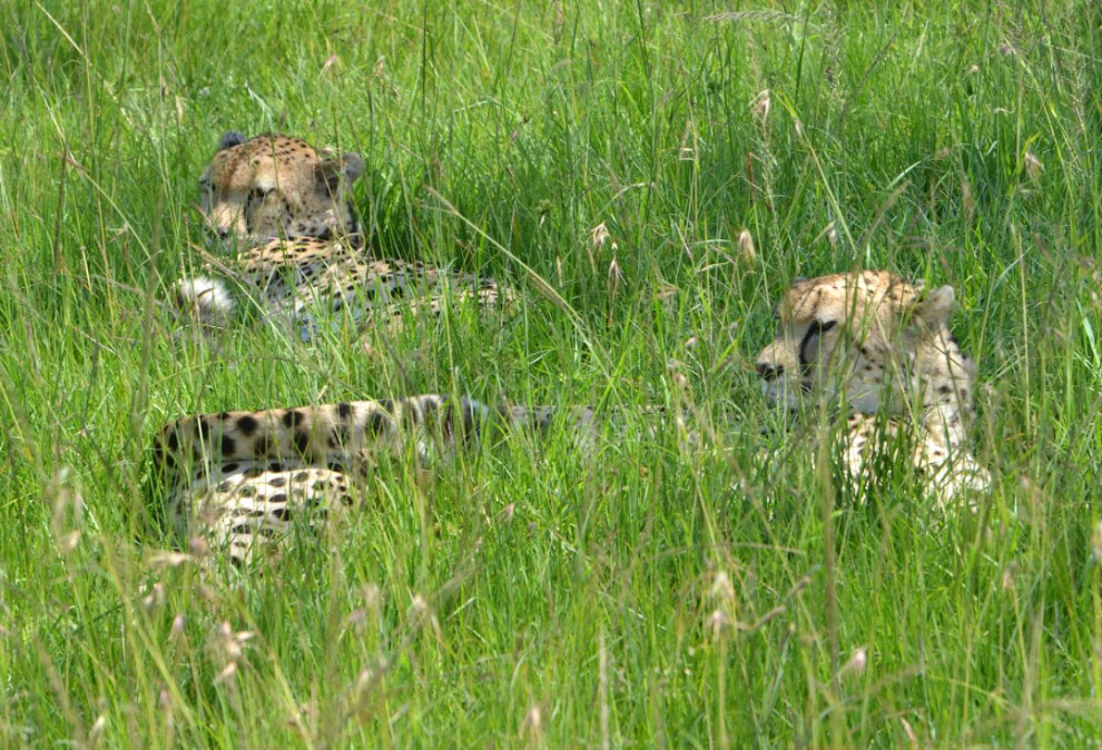 История наших встреч с гепардами