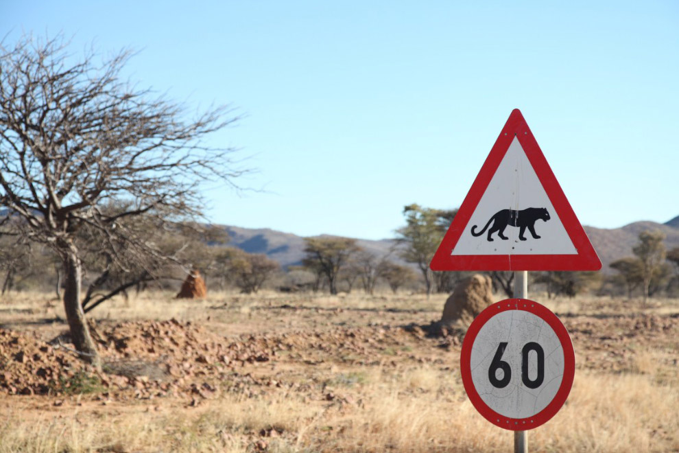 История наших встреч с гепардами