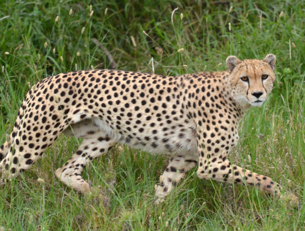 История наших встреч с гепардами