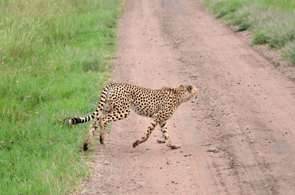 История наших встреч с гепардами