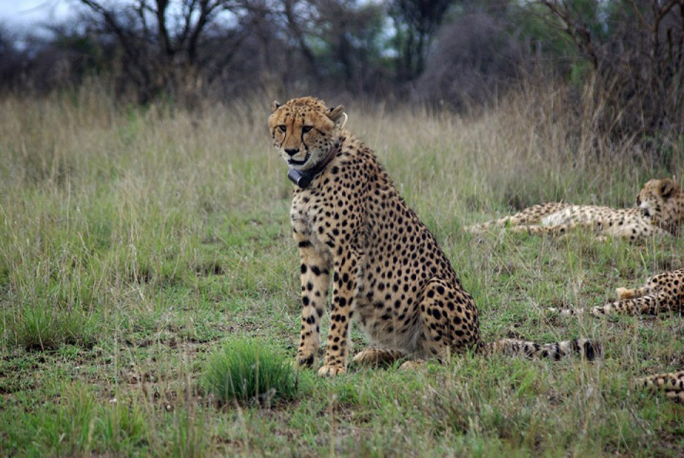 История наших встреч с гепардами