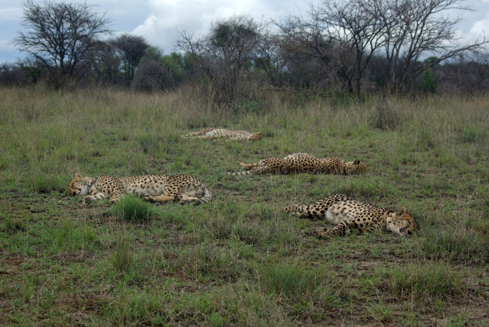 История наших встреч с гепардами