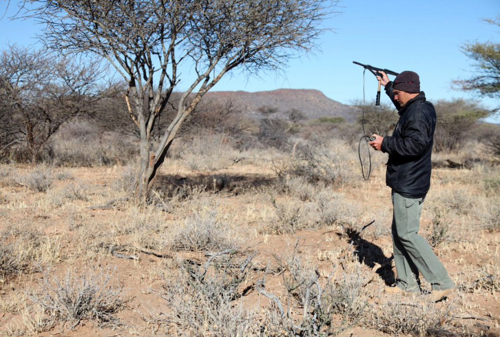 История наших встреч с гепардами