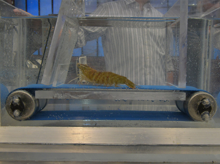 Странные и дорогостоящие проекты американского правительства