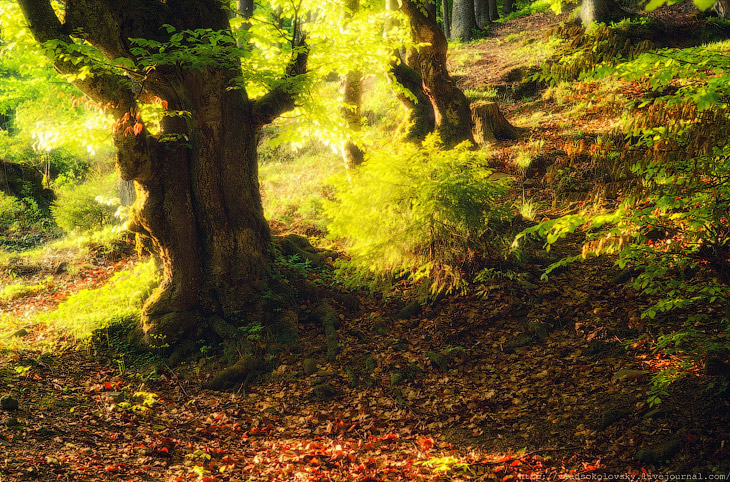 Весна на Карпатах