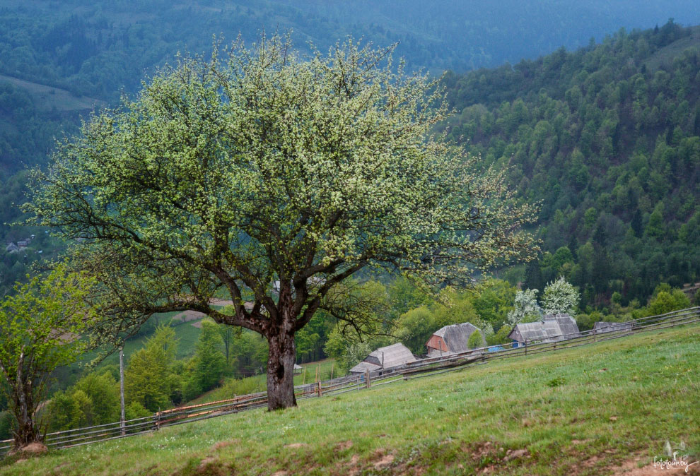 Весна на Карпатах