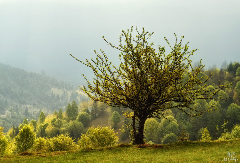 Весна на Карпатах