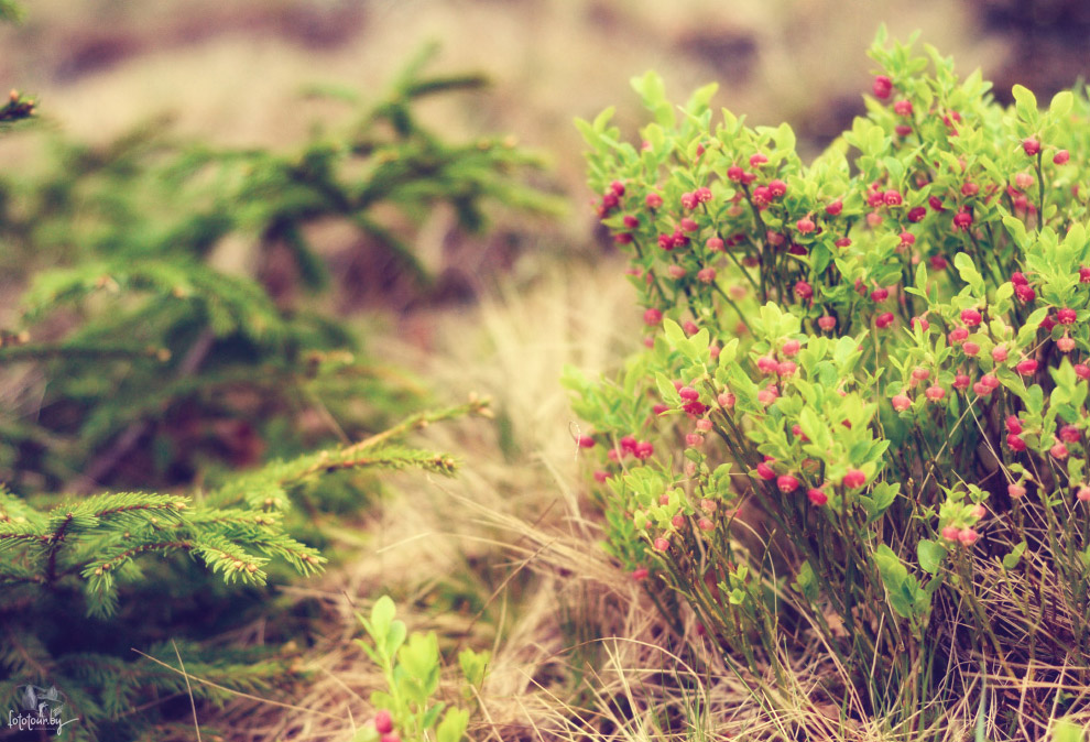 Весна на Карпатах