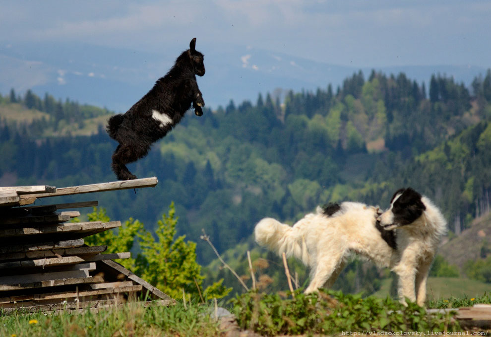 Весна на Карпатах