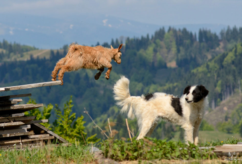 Весна на Карпатах