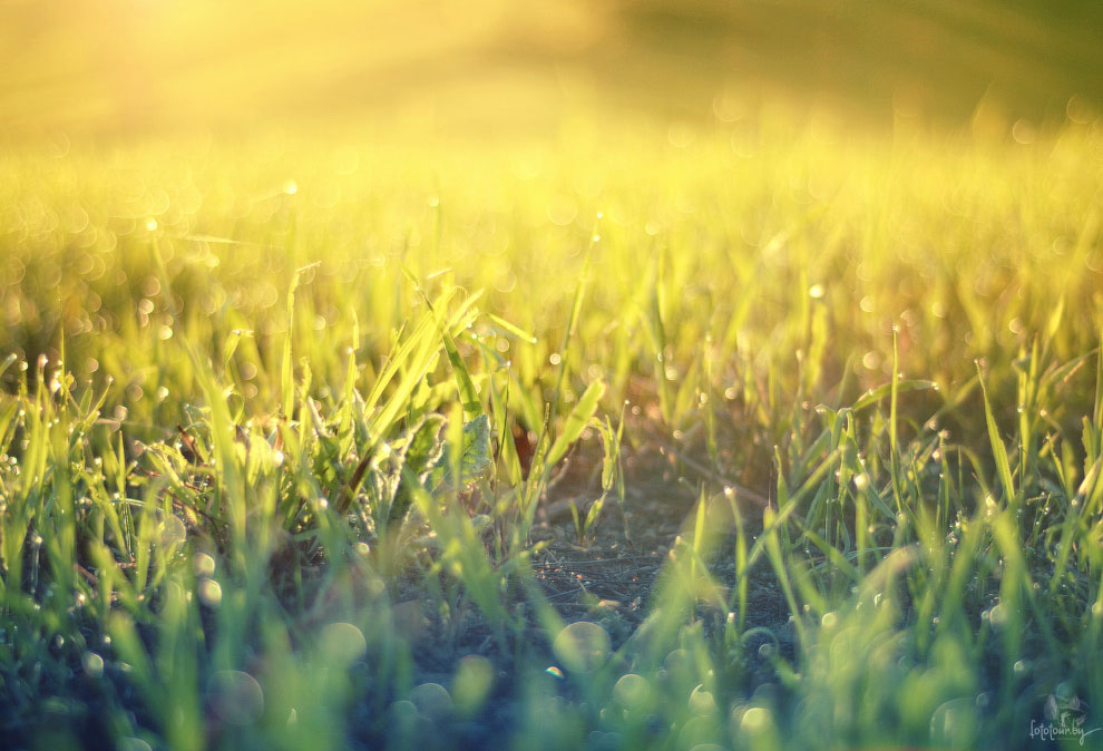 Весна на Карпатах