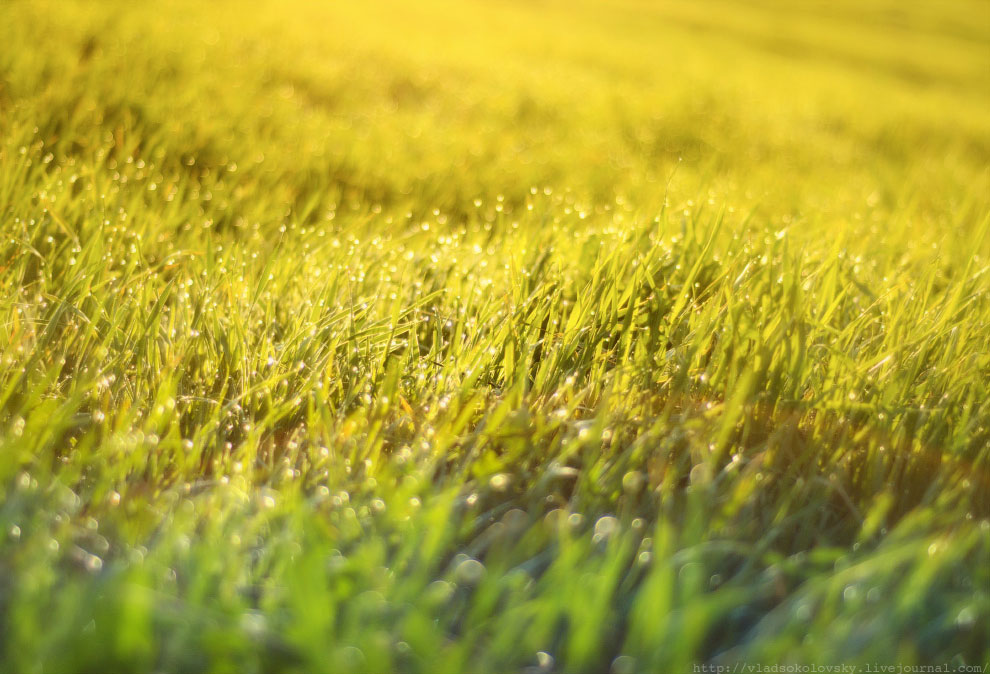 Весна на Карпатах