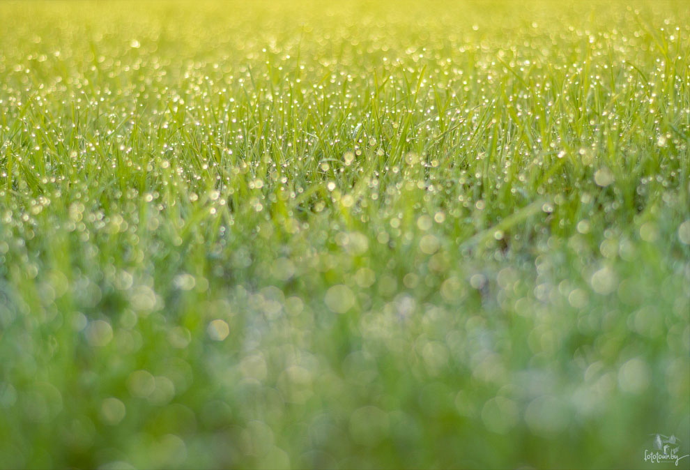 Весна на Карпатах