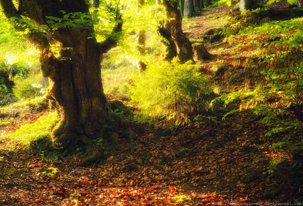 Весна на Карпатах