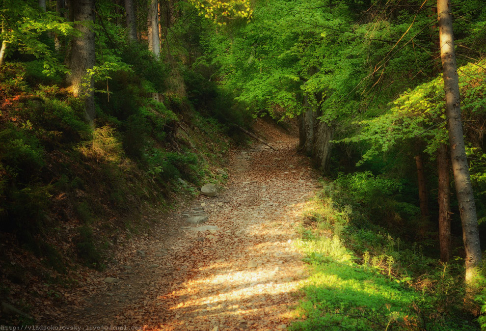 Весна на Карпатах