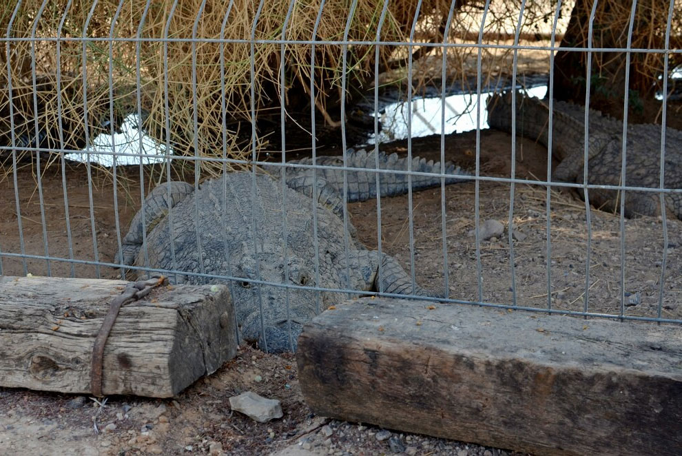 Здесь живут крокодилы...