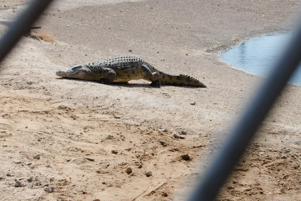Здесь живут крокодилы...