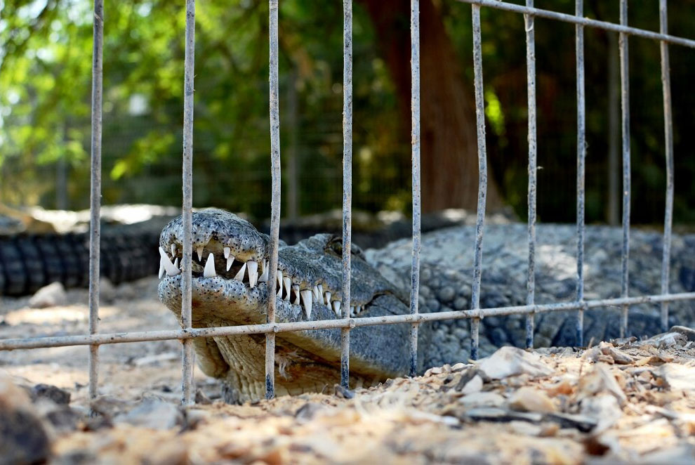 Здесь живут крокодилы...