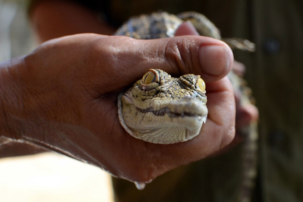 Здесь живут крокодилы...