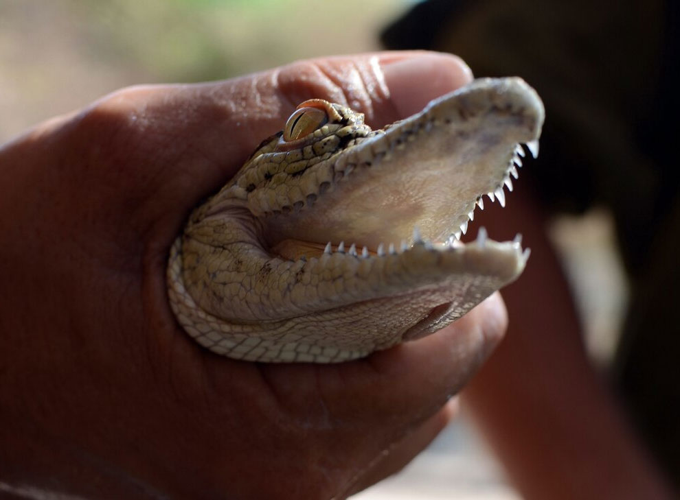 Здесь живут крокодилы...