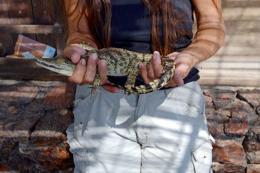 Здесь живут крокодилы...