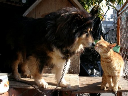 Прикольные картинки