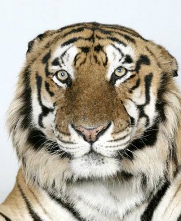 Портрет тигра (18 фото)