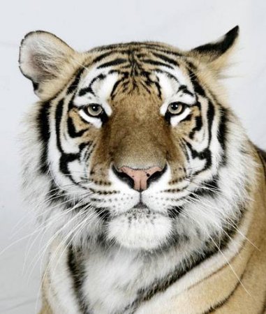 Портрет тигра (18 фото)