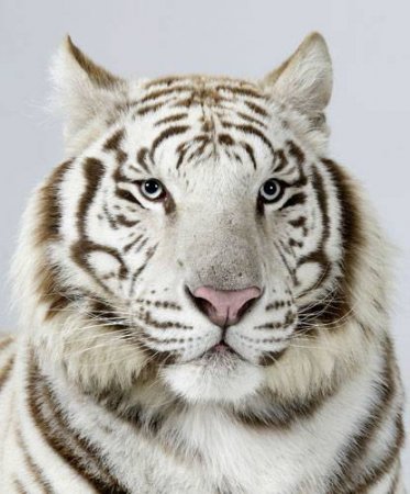 Портрет тигра (18 фото)