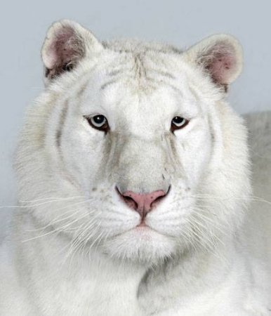 Портрет тигра (18 фото)