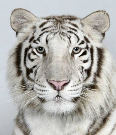 Портрет тигра (18 фото)