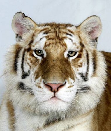 Портрет тигра (18 фото)