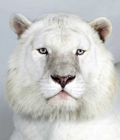 Портрет тигра (18 фото)