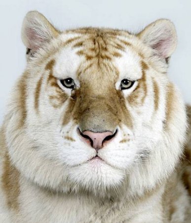 Портрет тигра (18 фото)