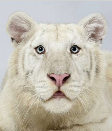 Портрет тигра (18 фото)