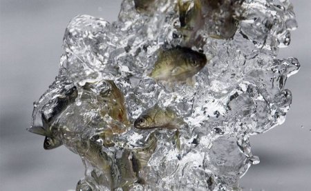 День Земли (20 фото)